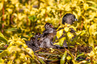 Pie-Billed Grebe Mom with Babies