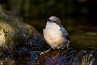Nuthatches & Creepers