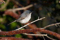 Blue-Gray Gnatcatcher