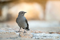 Townsend Solitaire