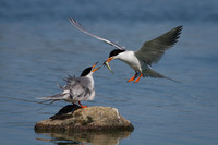 Forster's Terns
