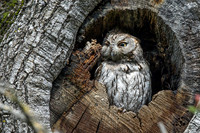 Western Screech Owl