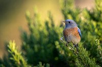 Western Bluebird in Rosemary