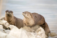 River Otters