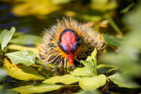 Coot Baby