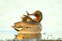 Green-Winged Teal at sunset