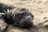 Elephant Seal pup