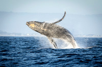 Humpback Whale