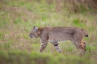 Bobcat