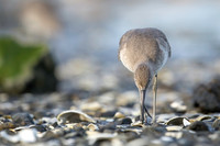 Willet hunting for food
