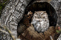 Western Screech Owl