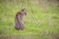 Bobcat