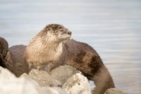 River Otters