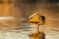 White-Faced Ibis