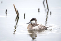 Ruddy Duck