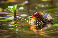 Coot Baby