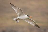 Caspian Tern (Juvenile)