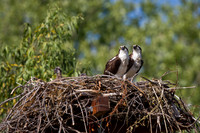 Ospreys
