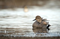 Gadwall