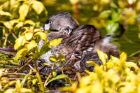 Pie-Billed Grebe Mom with Babies