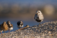 Blackbellied Plover