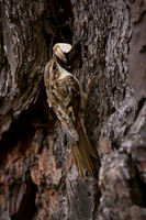 Brown Creeper