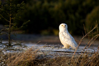 Snowy Owl