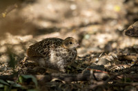 California Quail Baby