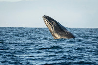 Humpback Whale spyhopping