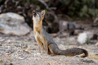 Gray Fox