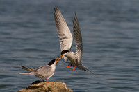 Forster's Terns