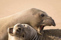 Elephant Seal dispute