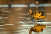 White-Faced Ibis