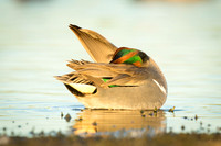 Green-Winged Teal at sunset