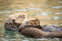 Southern Sea Otter with baby