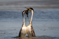 Western Grebe Reed Exchange