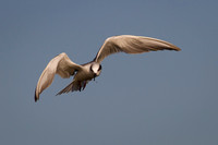 Forster's Tern