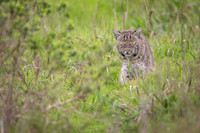 Bobcat