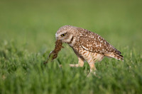 Burrowing Owl