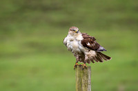 Ferruginous Hawk