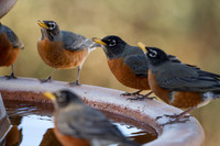 American Robins