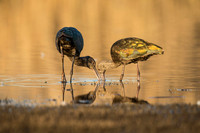 White-Faced Ibis