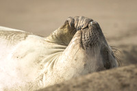 Elephant Seal private joke