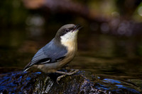 Pygmy Nuthatch