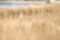 Bobcat