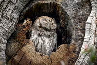 Western Screech Owl