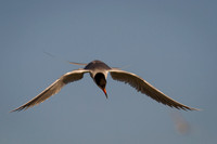 Forster's Tern