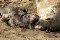 Elephant Seal pup with mom