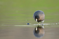 Coot