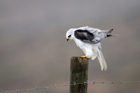 White-Tailed Kite